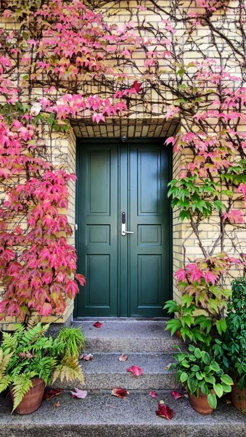 Porte d’entrée verte encadrée de bougainvilliers
