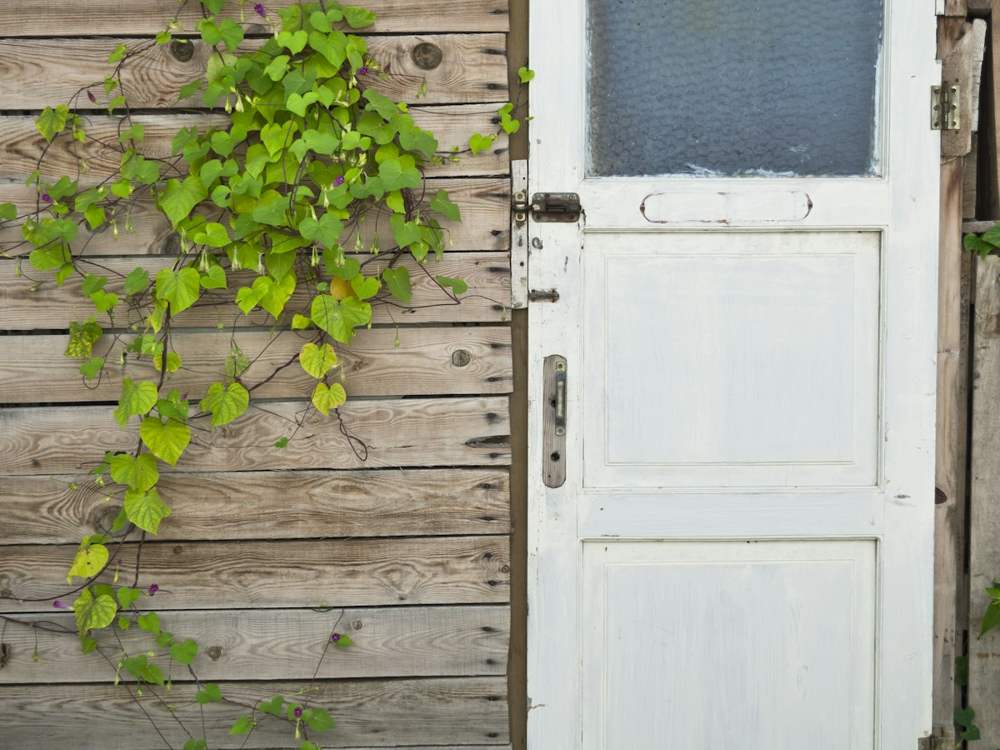 Ancienne porte de service blanche avec un vitrage dépoli, sur un bardage en bois envahi par une plante grimpante