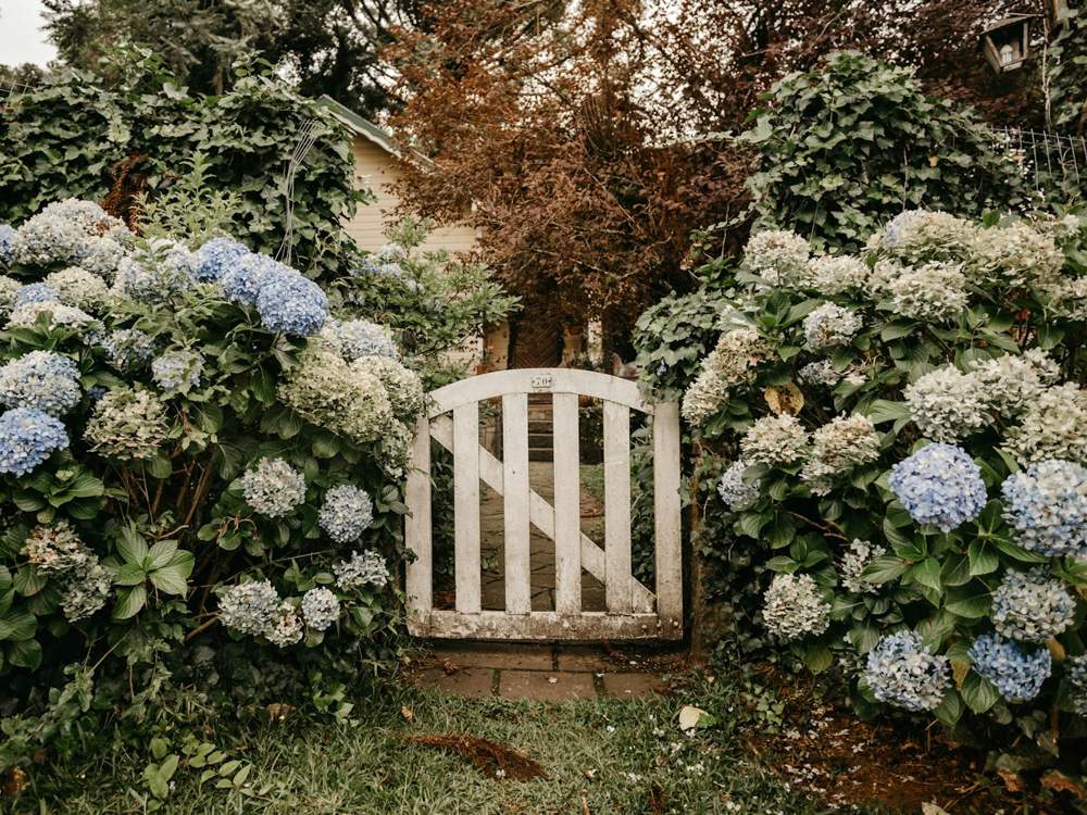 Portillon blanc en bois entre deux massifs d’hortensias